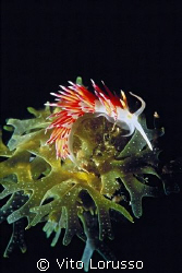 Nudibranchs - Cratena peregrina by Vito Lorusso 
